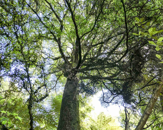 New Zealand Beech Tree in the flora and fauna of the Abel Tasman National Park