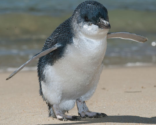 New Zealand Little Blue Penguin in the flora and fauna of the Abel Tasman National Park