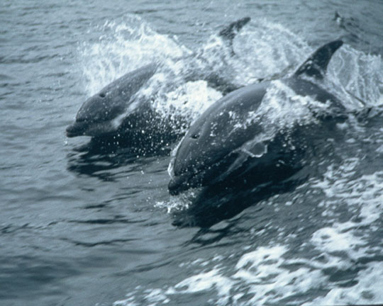 New Zealand Bottle Nose Dolphin in the flora and fauna of the Abel Tasman National Park