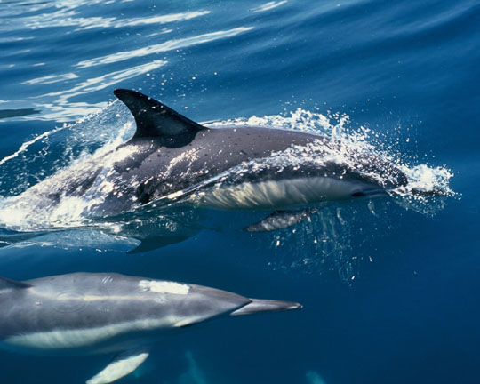 New Zealand Common Dolphin in the flora and fauna of the Abel Tasman National Park