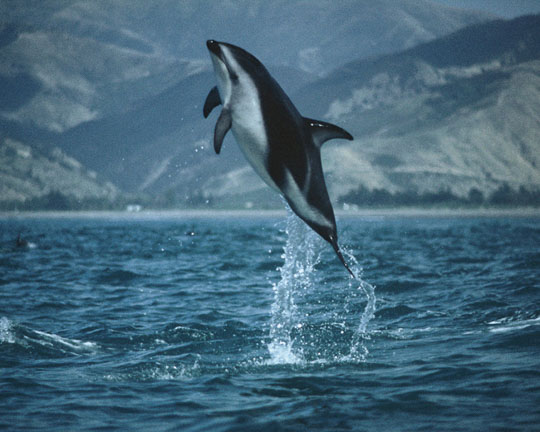 New Zealand Dusky Dolphin in the flora and fauna of the Abel Tasman National Park