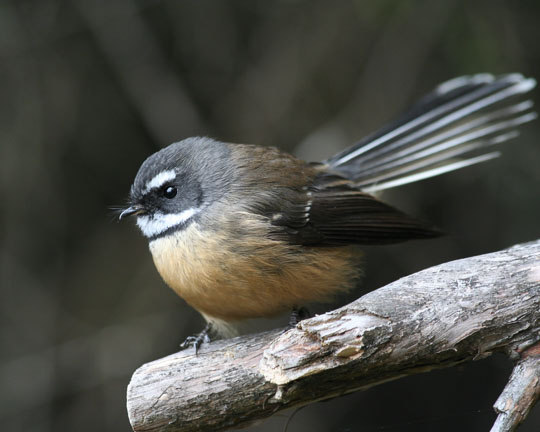 New Zealand Fantail (Piwakawaka) in the flora and fauna of the Abel Tasman National Park