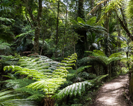 New Zealand Ferns in the flora and fauna of the Abel Tasman National Park