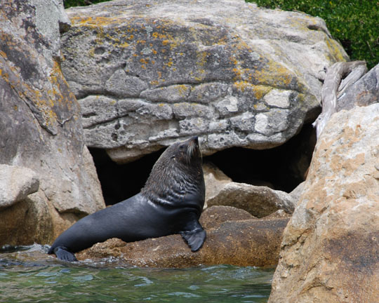 New Zealand Fur Seal in the flora and fauna of the Abel Tasman National Park