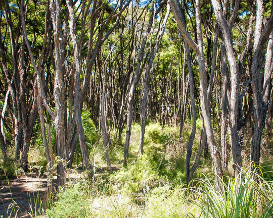 New Zealand Manuka & Kanuka in the flora and fauna of the Abel Tasman National Park