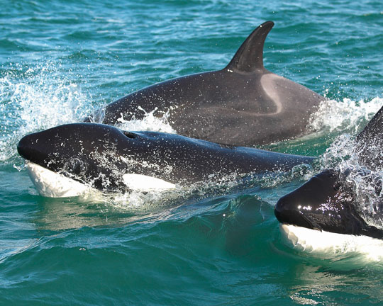 New Zealand Orca in the flora and fauna of the Abel Tasman National Park - Fora & Fauna