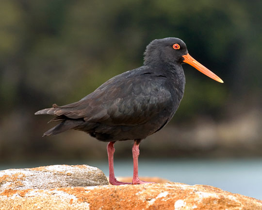 New Zealand oyster catcher in the flora and fauna of the Abel Tasman National Park