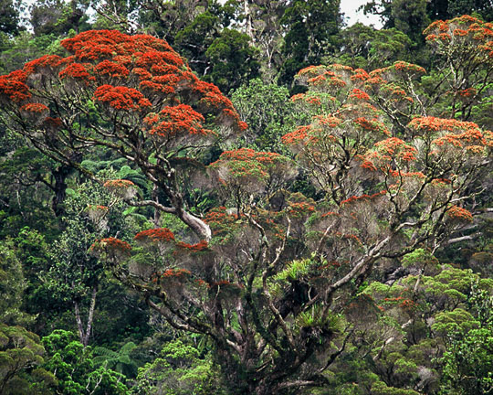 New Zealand Rata in the flora and fauna of the Abel Tasman National Park