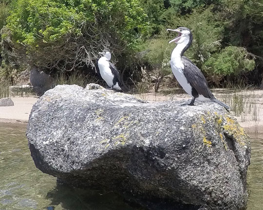 New Zealand Shag in the flora and fauna of the Abel Tasman National Park