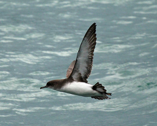 New Zealand Shearwater in the flora and fauna of the Abel Tasman National Park