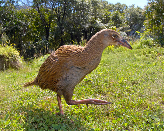 New Zealand Weka in the flora and fauna of the Abel Tasman National Park