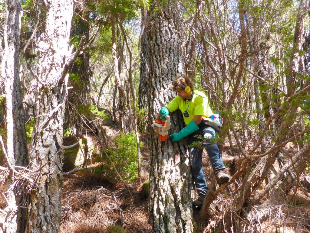 Wilding Pine Removal - Abel Tasman National Park