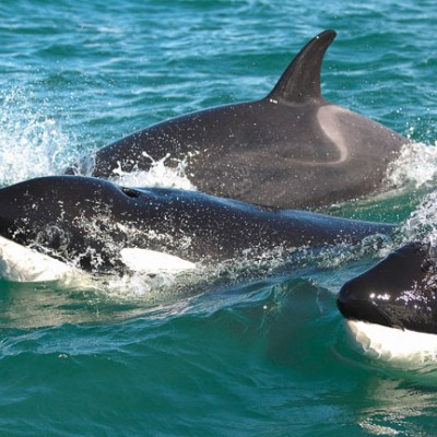 New Zealand Orca in the flora and fauna of the Abel Tasman National Park - Fora & Fauna